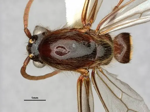 Neivamyrmex harrisii - CASENT0843624