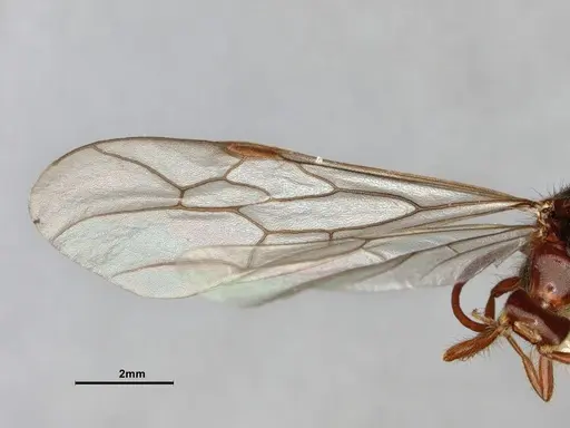 Neivamyrmex harrisii - CASENT0843624