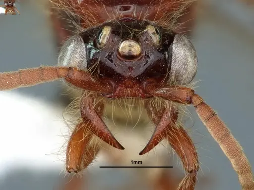 Neivamyrmex harrisii - CASENT0843624