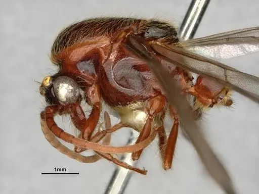 Neivamyrmex harrisii - CASENT0843624