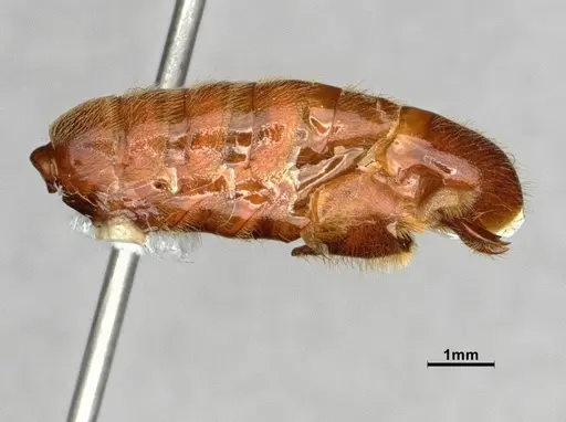 Neivamyrmex harrisii - CASENT0843624