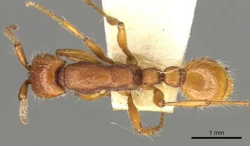 Neivamyrmex harrisii - CASENT0902637