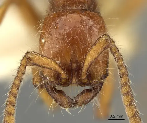 Neivamyrmex harrisii - CASENT0902637