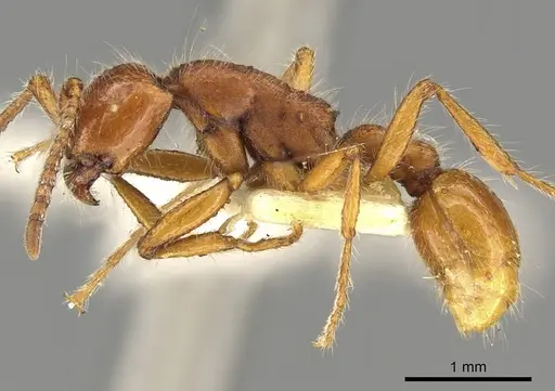 Neivamyrmex harrisii - CASENT0902637