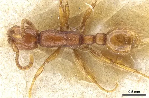 Neivamyrmex harrisii - CASENT0903729