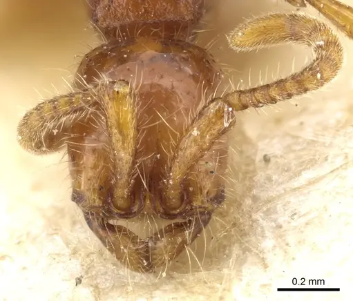 Neivamyrmex harrisii - CASENT0903729