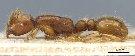 Neivamyrmex harrisii - CASENT0903729