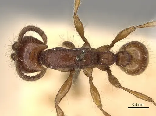 Neivamyrmex hetschkoi specimen