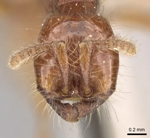 Neivamyrmex hetschkoi specimen