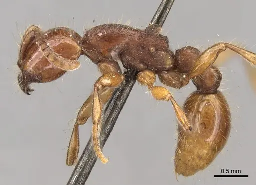 Neivamyrmex hetschkoi specimen