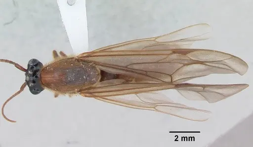 Neivamyrmex hopei specimen