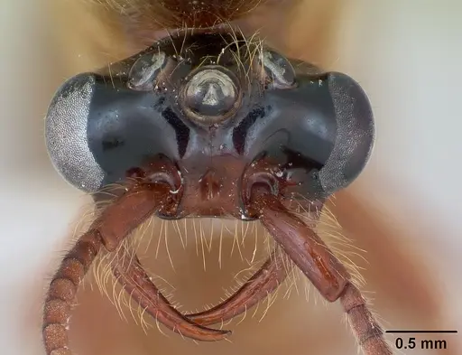 Neivamyrmex hopei specimen