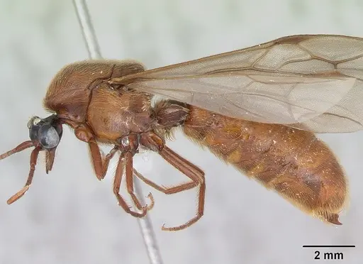 Neivamyrmex hopei specimen