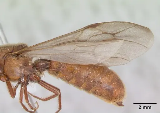 Neivamyrmex hopei - CASENT0173526