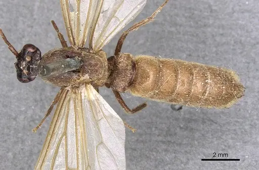 Neivamyrmex hopei - CASENT0901944