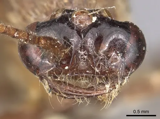 Neivamyrmex hopei - CASENT0901944