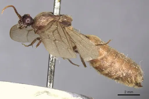 Neivamyrmex hopei - CASENT0901944