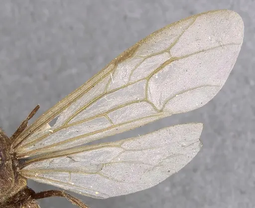 Neivamyrmex hopei - CASENT0901944