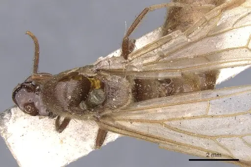 Neivamyrmex hopei - CASENT0902651