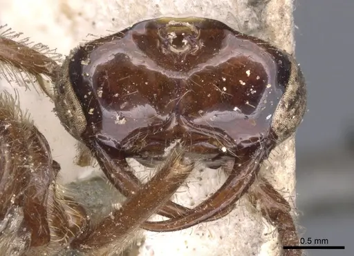 Neivamyrmex hopei - CASENT0902651