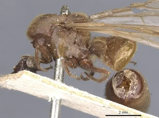 Neivamyrmex hopei - CASENT0902651