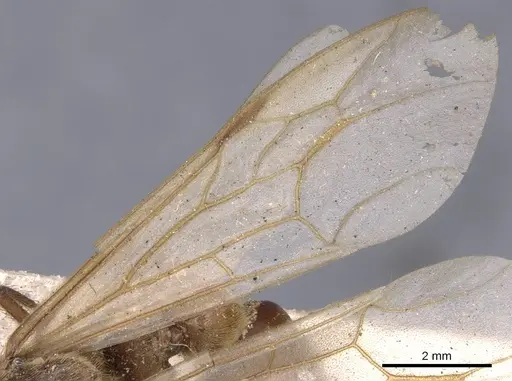 Neivamyrmex hopei - CASENT0902651