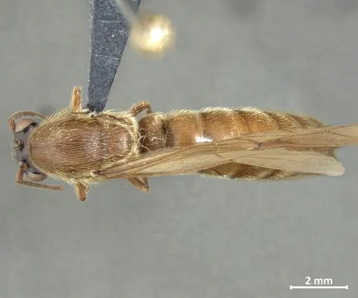 Neivamyrmex hopei - DZUP549831