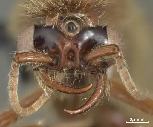 Neivamyrmex hopei - DZUP549831