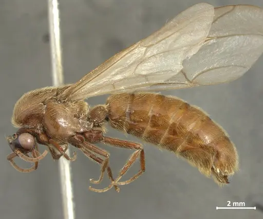 Neivamyrmex hopei - DZUP549831