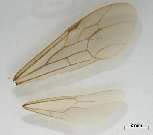 Neivamyrmex hopei - DZUP549831