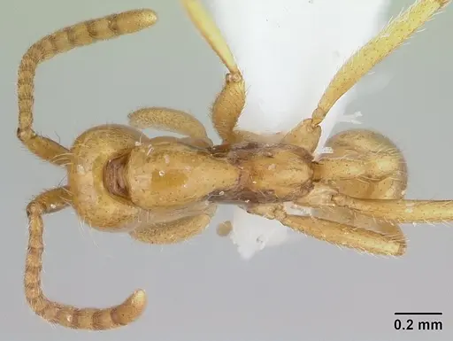 Neivamyrmex humilis specimen