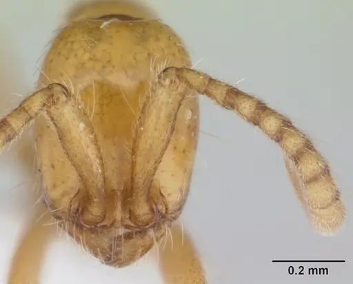 Neivamyrmex humilis specimen