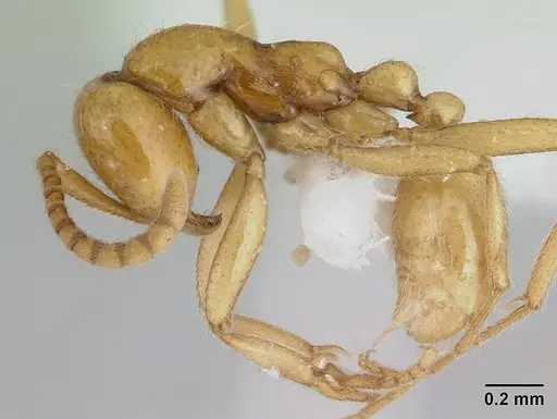 Neivamyrmex humilis specimen