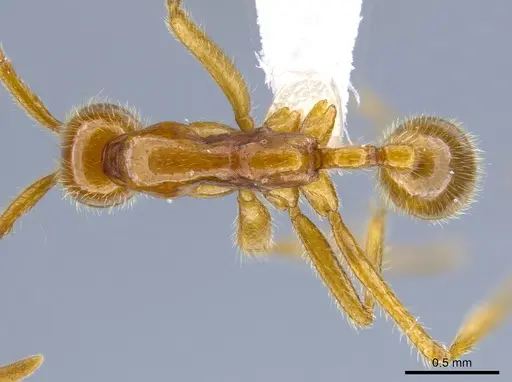 Neivamyrmex humilis - CASENT0612220