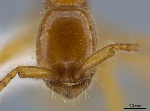 Neivamyrmex humilis - CASENT0612220