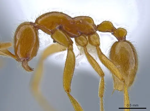 Neivamyrmex humilis - CASENT0612220