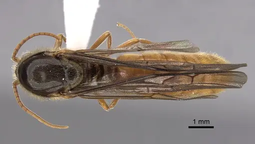 Neivamyrmex humilis - CASENT0612989