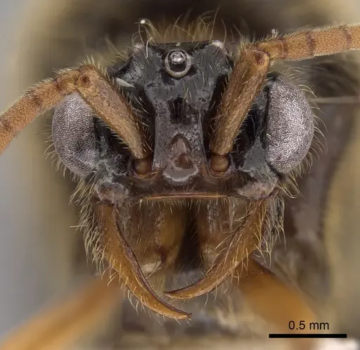 Neivamyrmex humilis - CASENT0612989