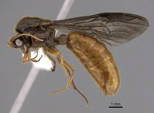 Neivamyrmex humilis - CASENT0612989