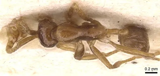 Neivamyrmex humilis - CASENT0905725