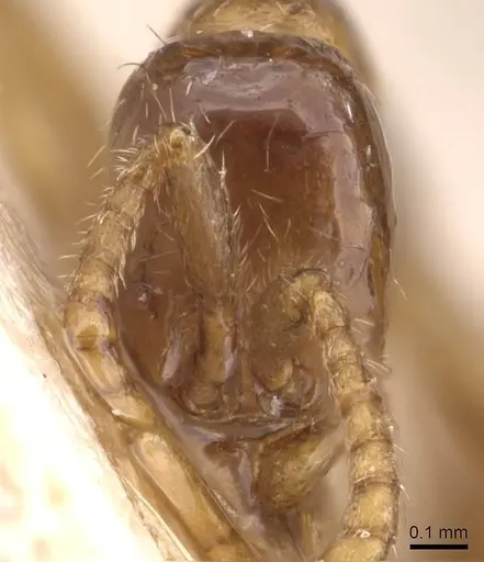 Neivamyrmex humilis - CASENT0905725