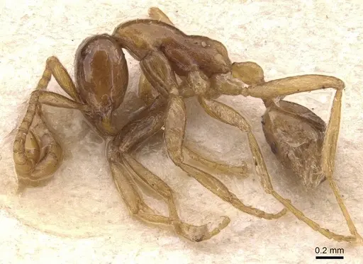 Neivamyrmex humilis - CASENT0905725