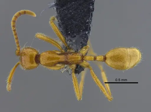 Neivamyrmex humilis - CBUMAGENT41860