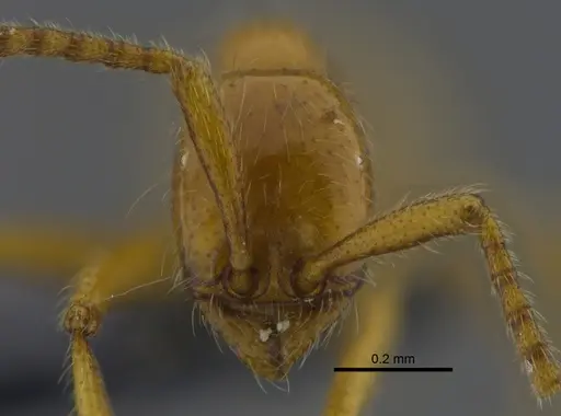 Neivamyrmex humilis - CBUMAGENT41860