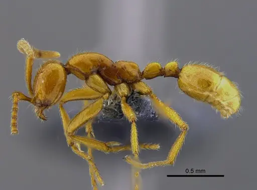 Neivamyrmex humilis - CBUMAGENT41860