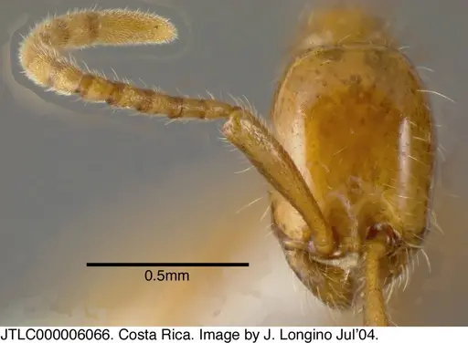 Neivamyrmex humilis - JTLC000006066