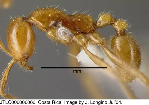 Neivamyrmex humilis - JTLC000006066