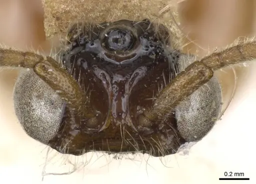 Neivamyrmex iheringi specimen