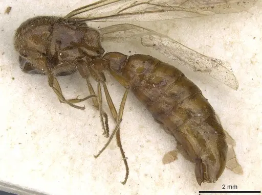 Neivamyrmex iheringi specimen