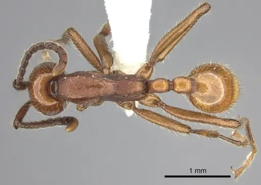 Neivamyrmex impudens specimen